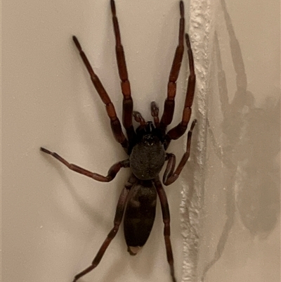 Unverified Other hunting spider at Canyonleigh, NSW - 20 Oct 2025 by blacksheep