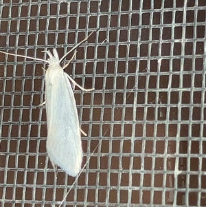 Unverified Moth (Lepidoptera) at Canyonleigh, NSW - 20 Oct 2025 by blacksheep
