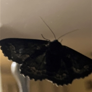 Unverified Moth (Lepidoptera) at Canyonleigh, NSW - 20 Oct 2025 by blacksheep