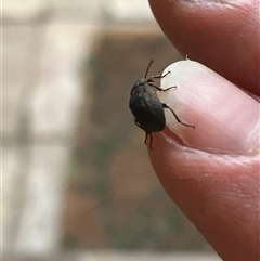 Unverified Beetle (Coleoptera) at Canyonleigh, NSW - 20 Oct 2025 by blacksheep