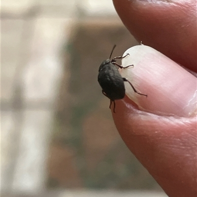 Unverified Beetle (Coleoptera) at Canyonleigh, NSW - 20 Oct 2025 by blacksheep