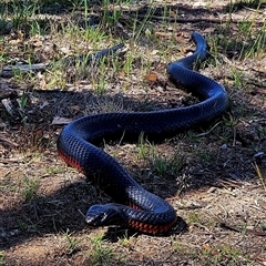 Pseudechis porphyriacus at Whitlam, ACT - Today by Wolfdogg