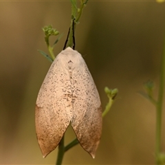 Gastrophora henricaria (Fallen-bark Looper, Beautiful Leaf Moth) at Strathnairn, ACT - Today by Thurstan