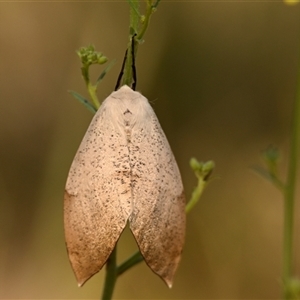 Unverified Moth (Lepidoptera) at Strathnairn, ACT - Today by Thurstan