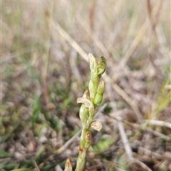 Hymenochilus cycnocephalus at Chapman, ACT - Today by BethanyDunne