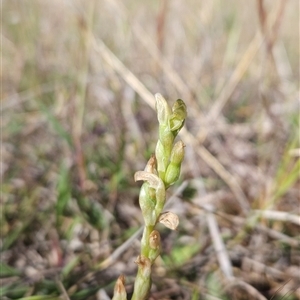 Hymenochilus cycnocephalus at Chapman, ACT - Today by BethanyDunne