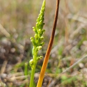 Microtis parviflora at Chapman, ACT - Today by BethanyDunne