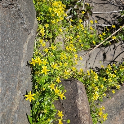 Unverified Other Wildflower or Herb at Burra, NSW - Today by BrianSummers