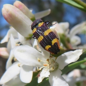 Castiarina interstitialis at Cotter River, ACT - 20 Oct 2025 by Christine