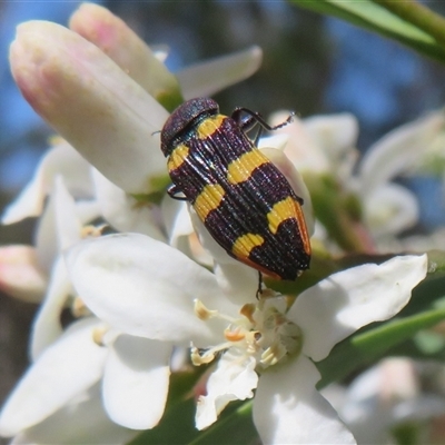 Castiarina interstitialis at Cotter River, ACT - 20 Oct 2025 by Christine