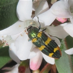 Castiarina interstitialis at Cotter River, ACT - 20 Oct 2025 by Christine