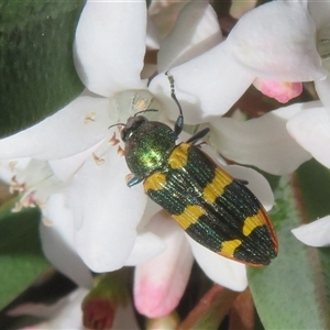 Castiarina interstitialis at Cotter River, ACT - 20 Oct 2025 by Christine