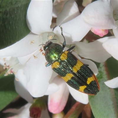 Castiarina interstitialis at Cotter River, ACT - 20 Oct 2025 by Christine