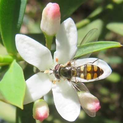 Unverified Hover fly (Syrphidae) at Cotter River, ACT - 20 Oct 2025 by Christine