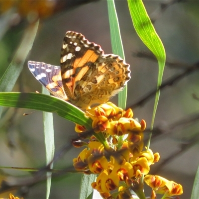 Vanessa kershawi at Cotter River, ACT - 20 Oct 2025 by Christine