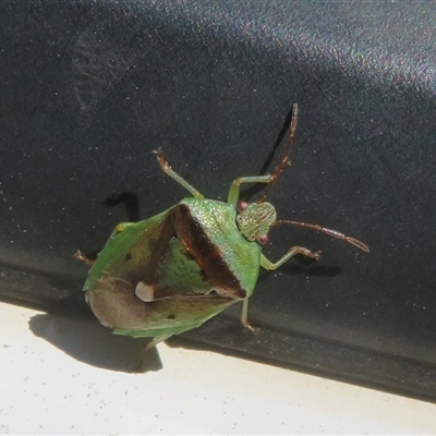 Unverified True bug (Hemiptera, Heteroptera) at Paddys River, ACT - 20 Oct 2025 by Christine