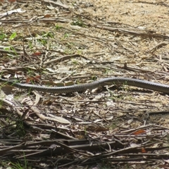 Pseudonaja textilis at Paddys River, ACT - 20 Oct 2025 by Christine