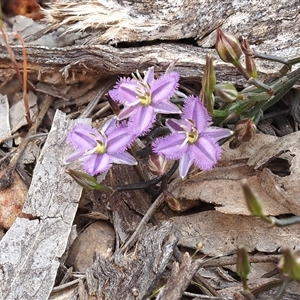 Thysanotus patersonii at Bruce, ACT - 20 Oct 2025 by Heinol