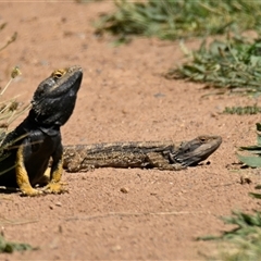 Pogona barbata at Strathnairn, ACT - 23 Oct 2025 by Thurstan