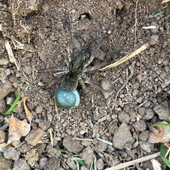 Unverified Wolf spider (Lycosidae) at Macquarie, ACT - Today by dgb900