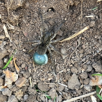 Unverified Wolf spider (Lycosidae) at Macquarie, ACT - Today by dgb900