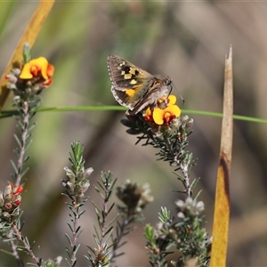 Unverified Nymph (Nymphalidae) at Cook, ACT - 18 Oct 2025 by Tammy