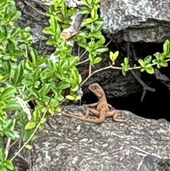 Intellagama lesueurii (Australian Water Dragon) at Lorne, NSW - 23 Oct 2025 by Butlinz