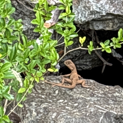 Intellagama lesueurii (Australian Water Dragon) at Lorne, NSW - 23 Oct 2025 by Butlinz