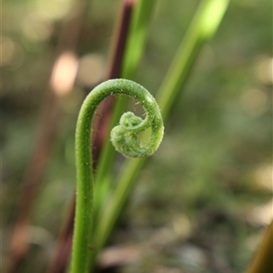 Pteridium esculentum (Bracken) at Acton, ACT - Yesterday by LeahColebrook