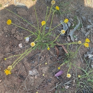 Calotis lappulacea at Denman Prospect, ACT - Today by Jennybach