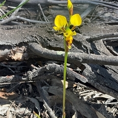 Unverified Orchid at Denman Prospect, ACT - Today by Jennybach