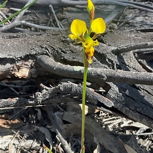 Unverified Orchid at Denman Prospect, ACT - Today by Jennybach