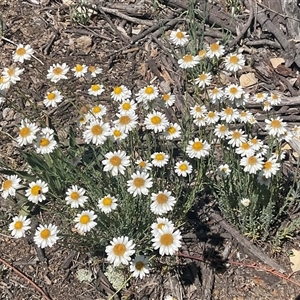 Leucochrysum albicans subsp. tricolor at Denman Prospect, ACT - Today by Jennybach