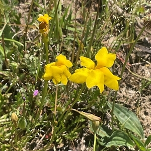 Unverified Plant at Denman Prospect, ACT - Today by Jennybach