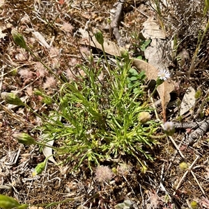 Vittadinia muelleri at Denman Prospect, ACT - Today by Jennybach