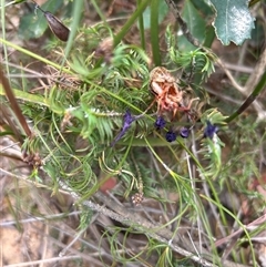 Unverified Plant at Tianjara, NSW - Today by Jillw