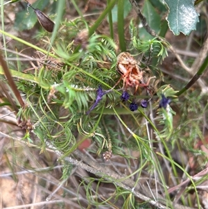 Unverified Plant at Tianjara, NSW - Today by Jillw