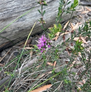 Grevillea (genus) at Mondayong, NSW - 21 Oct 2025 by Jillw