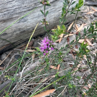Grevillea (genus) at Mondayong, NSW - 21 Oct 2025 by Jillw