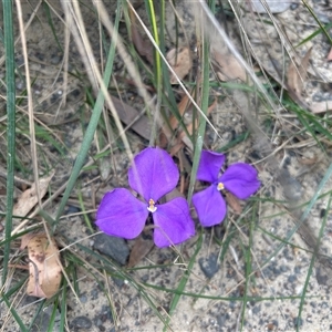 Unverified Lily or Iris at Mondayong, NSW - 21 Oct 2025 by Jillw