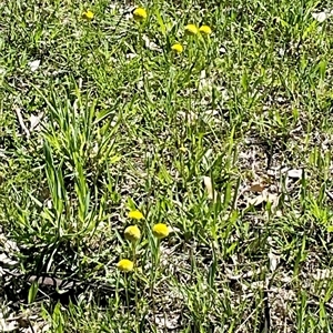 Craspedia variabilis at Denman Prospect, ACT - Today by Jennybach