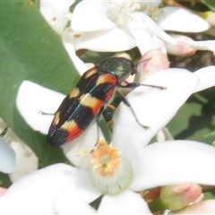 Castiarina sexplagiata (Jewel beetle) at Cotter River, ACT - 20 Oct 2025 by Christine