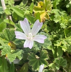 Geranium (genus) at Mitchell, ACT - Today by JaneR