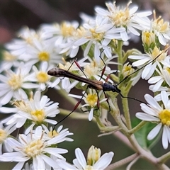Enchoptera apicalis at Captains Flat, NSW - Today by Csteele4
