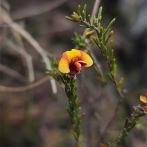 Dillwynia sp. Yetholme (P.C.Jobson 5080) NSW Herbarium at Captains Flat, NSW - Today by Csteele4