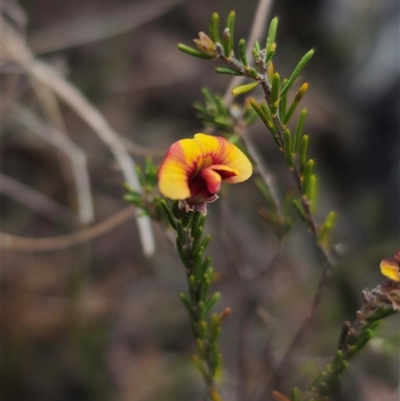 Dillwynia sp. Yetholme (P.C.Jobson 5080) NSW Herbarium at Captains Flat, NSW - Today by Csteele4