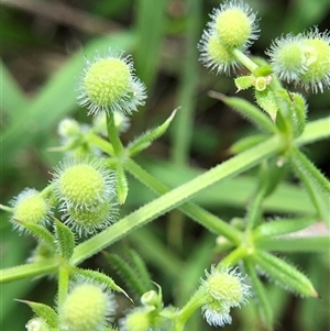 Unverified Plant at Crowther, NSW - Today by Frecko