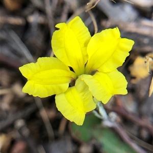 Unverified Plant at Crowther, NSW - Today by Frecko