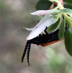 Porrostoma rhipidium (Long-nosed Lycid (Net-winged) beetle) at Crowther, NSW - Today by Frecko