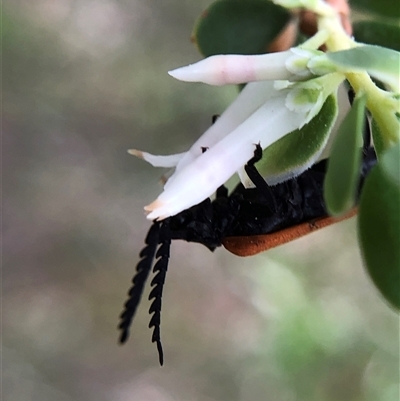 Porrostoma rhipidium (Long-nosed Lycid (Net-winged) beetle) at Crowther, NSW - Today by Frecko